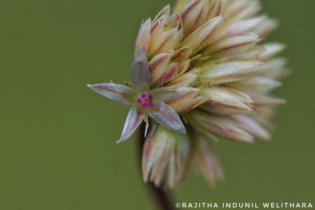 Allmania nodiflora (L.) R.Br. ex Wight